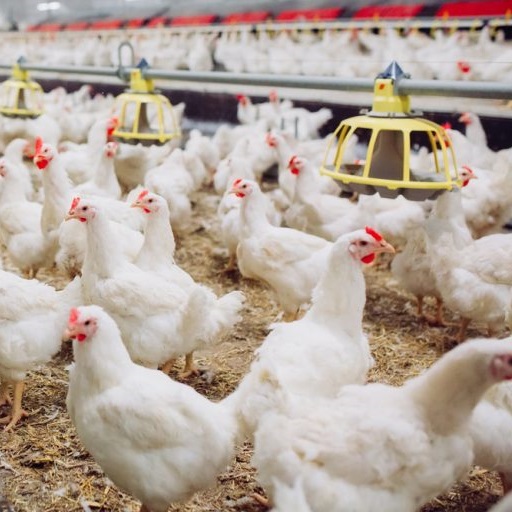 pemelihara ayam